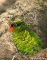 /album/lori%20vlnkovany%20-%20jahnstone%c2%b4s%20lorikeet/lori-vlnkovany-1-jpg/